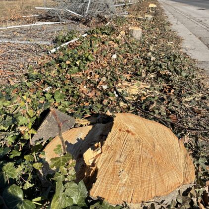 Rodung auf der Süßenbrunner Straße