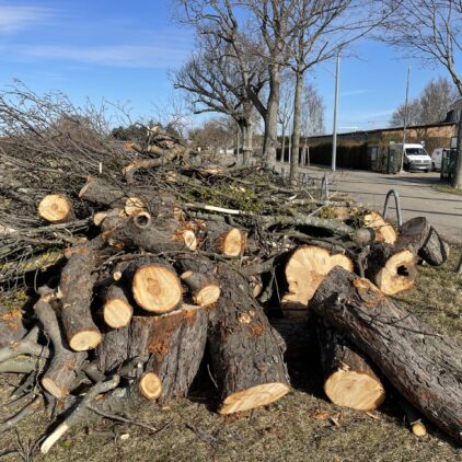 Rodung Süßenbrunner Straße