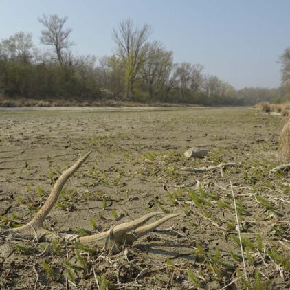 ausgetrocknete Aulandschaft Lobau