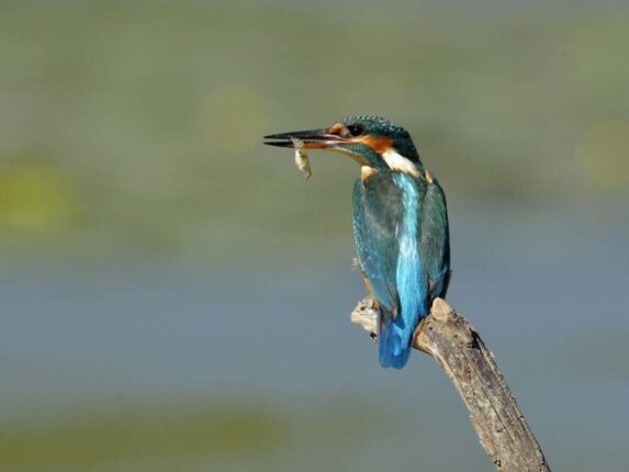Eisvogel Lobau