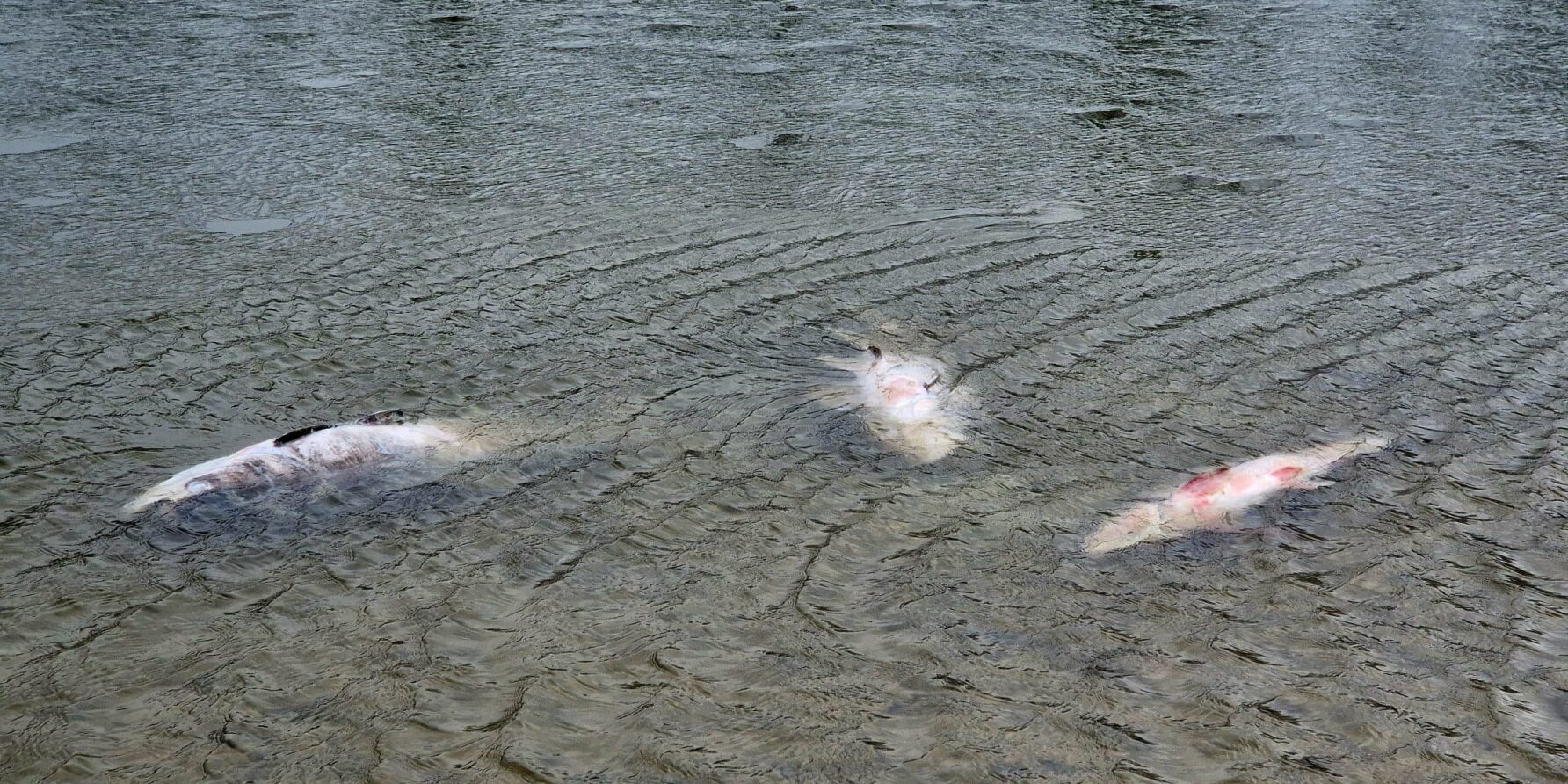 3 Tote im Gewässer der Lobau